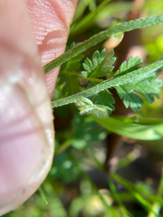 Pectocarya linearis ferocula