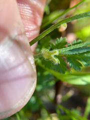 Pectocarya linearis ferocula