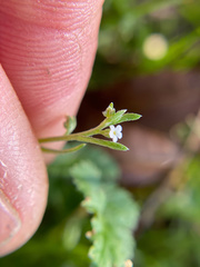 Pectocarya linearis ferocula