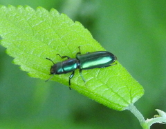 Temnoscheila virescens