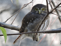 Glaucidium brasilianum