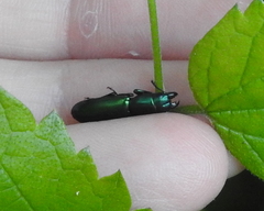 Temnoscheila virescens