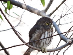 Glaucidium brasilianum