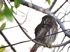Glaucidium brasilianum