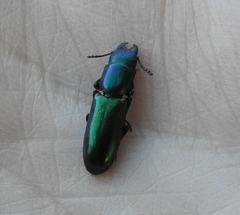 Temnoscheila virescens