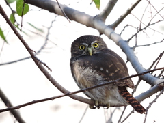 Glaucidium brasilianum