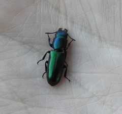 Temnoscheila virescens