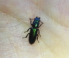 Temnoscheila virescens