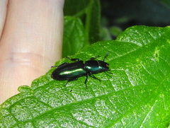 Temnoscheila virescens