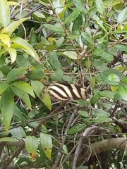 Heliconius charithonia