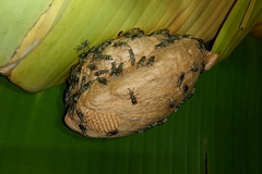 Protopolybia exigua