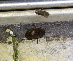 Tropisternus collaris