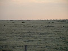 Tympanuchus pallidicinctus