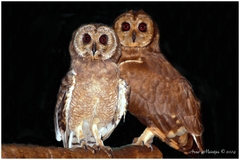 Marsh Owl photo 3