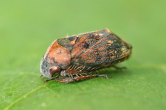Penthimia americana