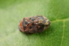 Penthimia americana