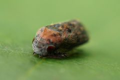 Penthimia americana
