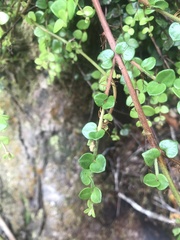 Metrosideros perforata