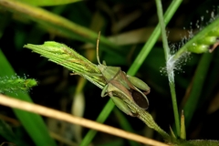 Lycambes