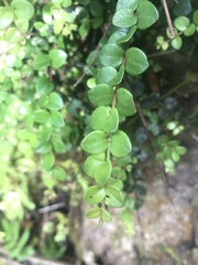 Metrosideros perforata