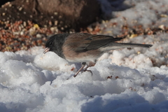 Junco hyemalis montanus