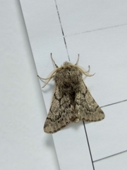 Apocheima cinerarius