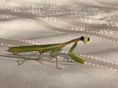 Iris oratoria