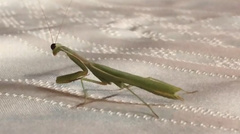 Iris oratoria