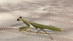 Iris oratoria