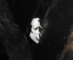 Euerythra trimaculata