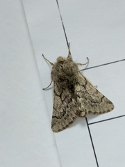 Apocheima cinerarius