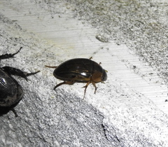 Tropisternus collaris