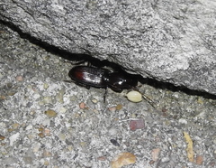 Stenomorphus