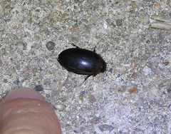 Hydaticus bimarginatus