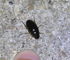 Tropisternus lateralis