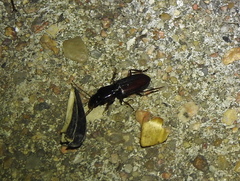 Stenomorphus