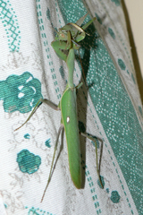 Sphodromantis baccettii