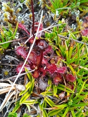 Drosera uniflora