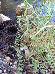 Phyllanthus evanescens