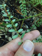 Phyllanthus evanescens