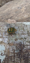 Pachycoris torridus