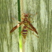 Apache Paper Wasp - Photo (c) Kai Joaquin, some rights reserved (CC BY-NC), uploaded by Kai Joaquin