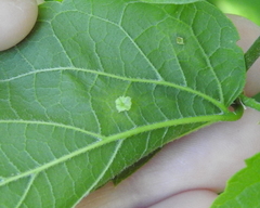 Pachypsylla celtidisasterisca