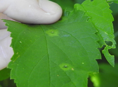 Pachypsylla celtidisasterisca