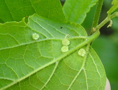 Pachypsylla celtidisasterisca