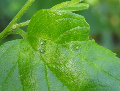 Pachypsylla celtidisasterisca