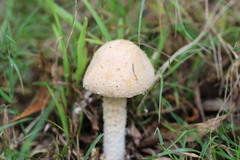 Saproamanita nauseosa