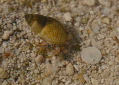 Calcinus laevimanus