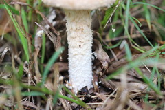 Saproamanita nauseosa