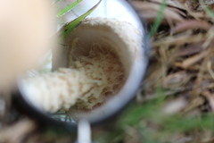 Saproamanita nauseosa